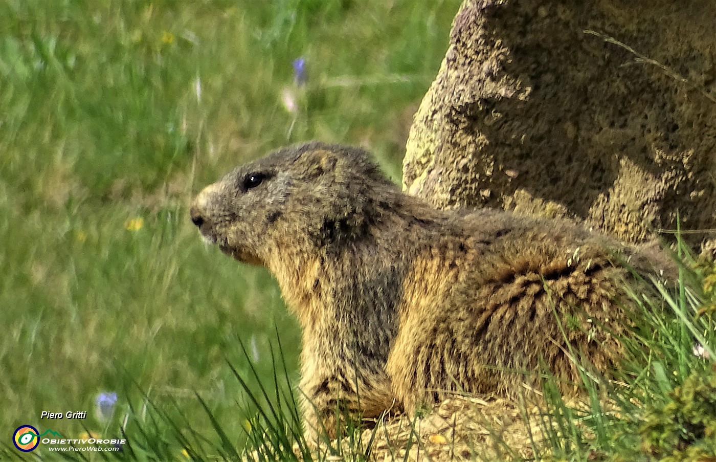 06 Marmotta sulla porta di casa.JPG